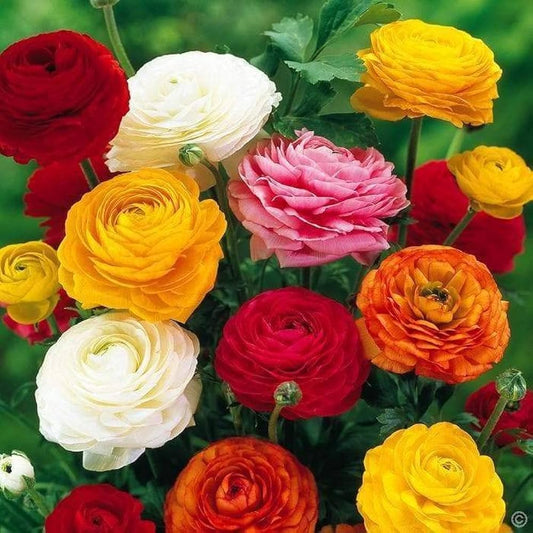 Ranunculus Bulbs (Imported) – Mix Single Bulb