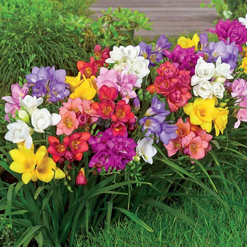 Freesia Bulbs – Random Colour (Winter)